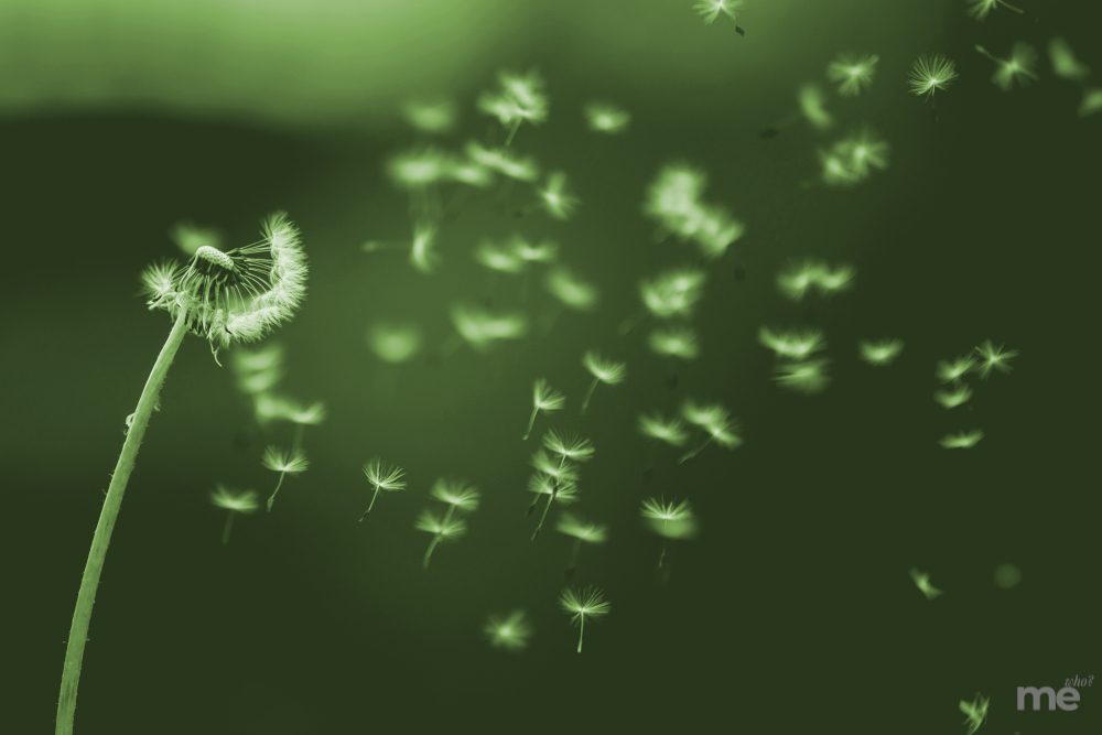 A dandelion releasing its seeds into the air against a soft green background, symbolizing calm, breath, and letting go.