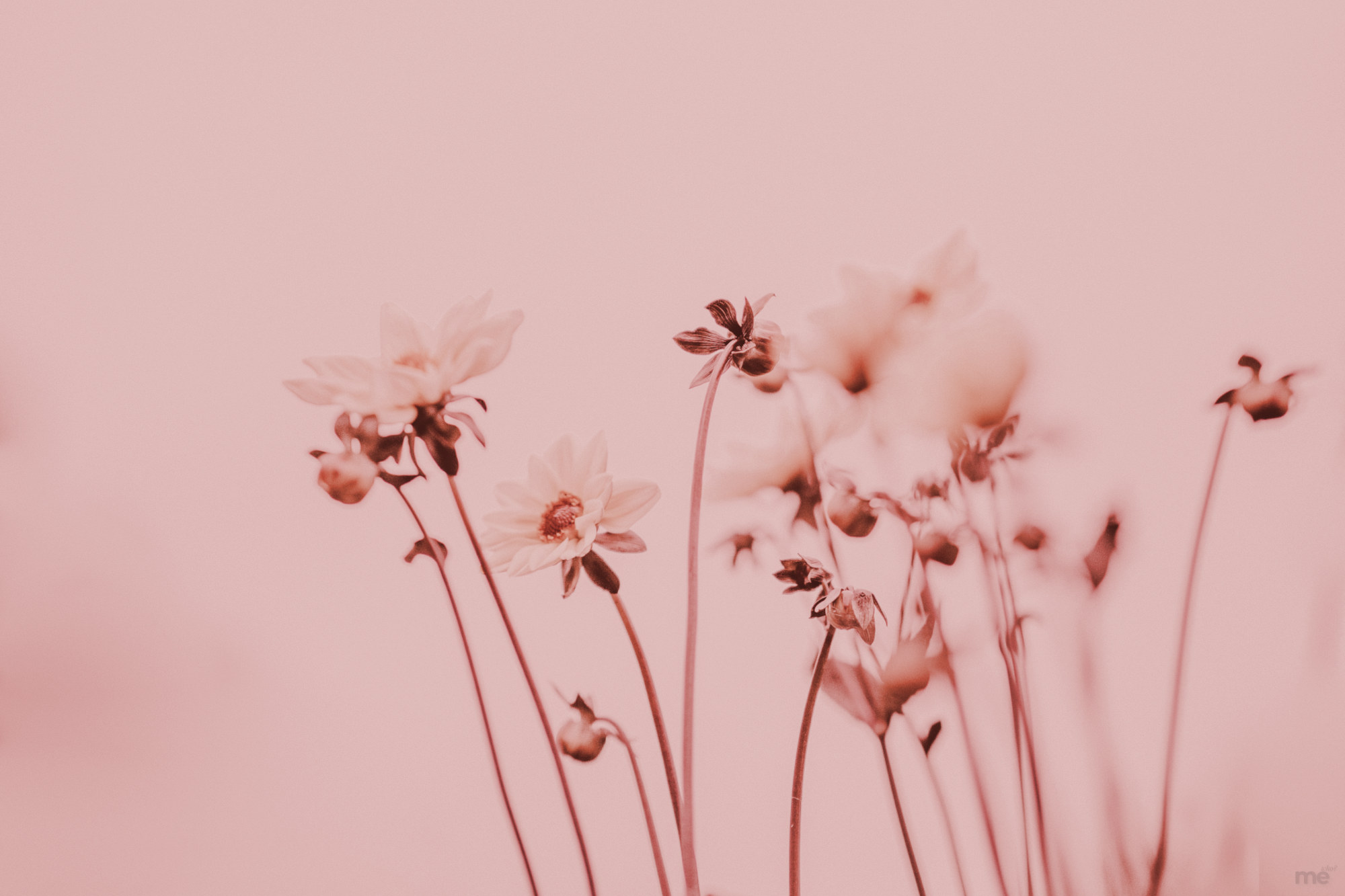 Soft pink-toned photo of wildflowers reaching upward, some in sharp focus and others gently blurred, evoking a sense of quiet growth and individuality.