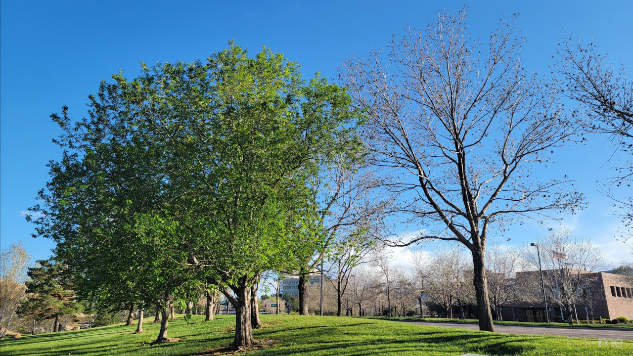Two trees side by side in a park, one full of green leaves and the other bare, symbolizing the contrast in growth and timing—reflecting the theme of comparison and self-worth.