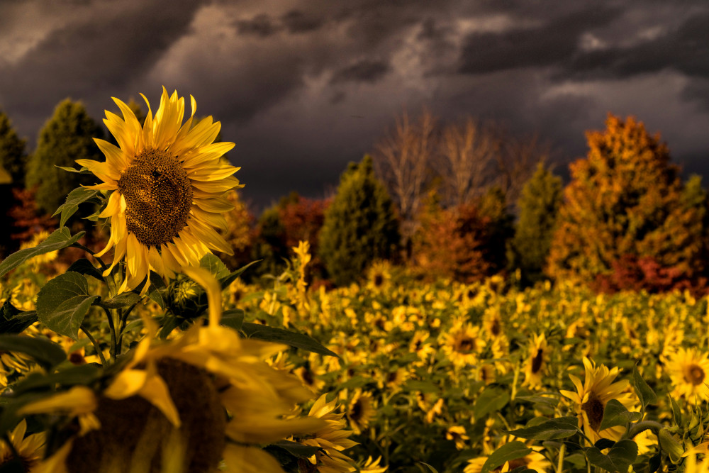 A dramatic sunflower field under dark storm clouds, bordered by colorful autumn trees.