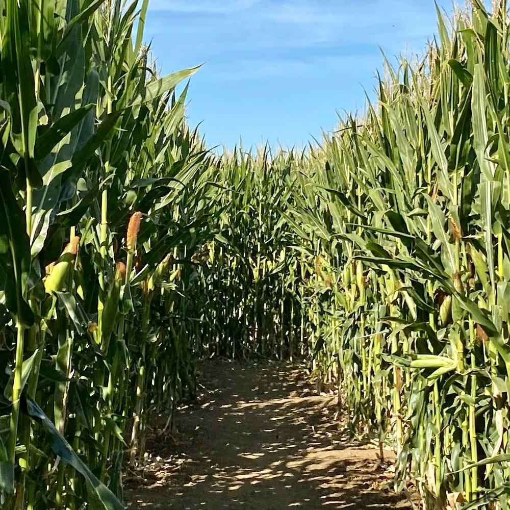 Pathway through tall green corn stalks in a corn maze under a bright blue sky.