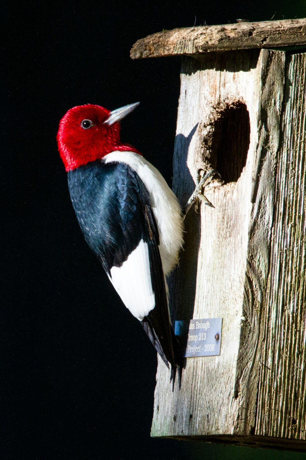 A red-headed woodpecker perched on the side of a weathered wooden birdhouse in bright morning light.
