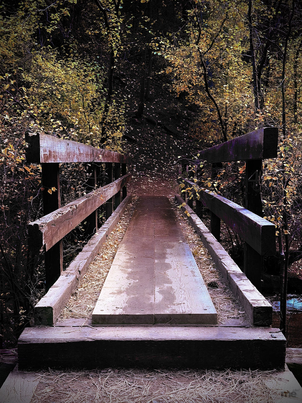 Wooden footbridge leading into a forest filled with autumn leaves in shades of yellow and orange, with soft light filtering through the trees.