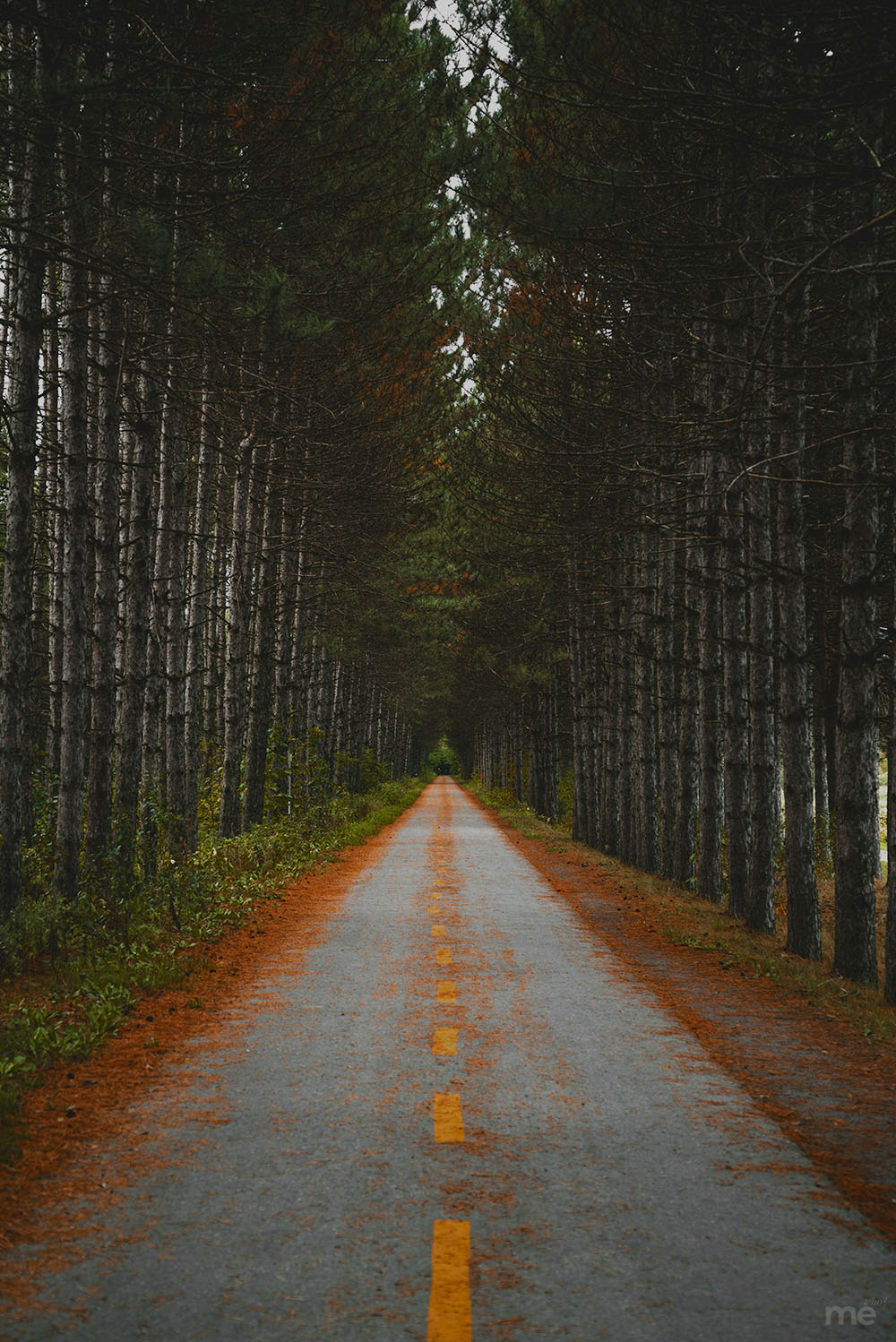 A straight paved path with a dashed yellow line stretching through a dense, symmetrical forest of tall pine trees.