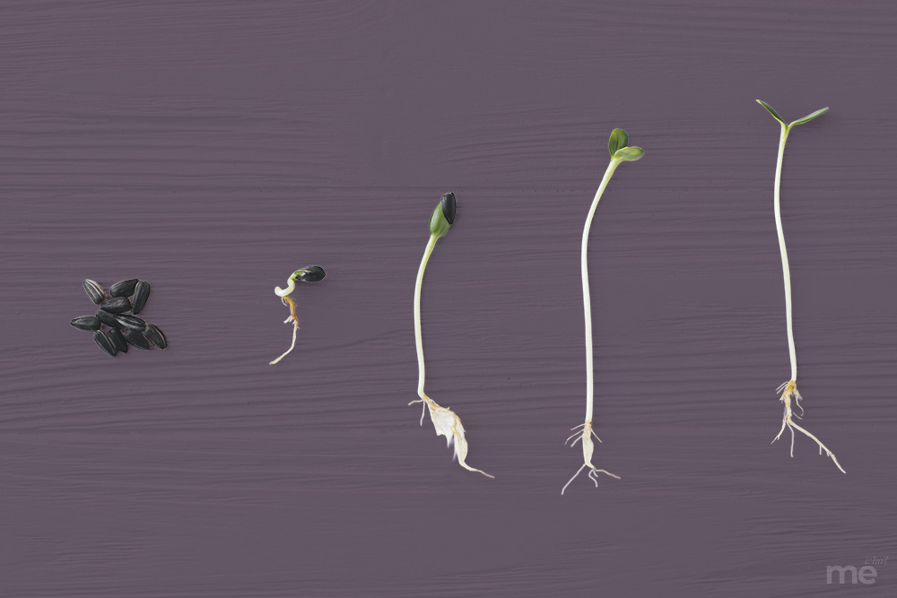 A horizontal sequence showing five stages of a seed's growth against a muted purple, textured background. From left to right, the image displays a small cluster of unsprouted black seeds, followed by four individual seedlings at increasing stages of development—from a tiny root sprout to a tall, thin stalk with open green leaves.