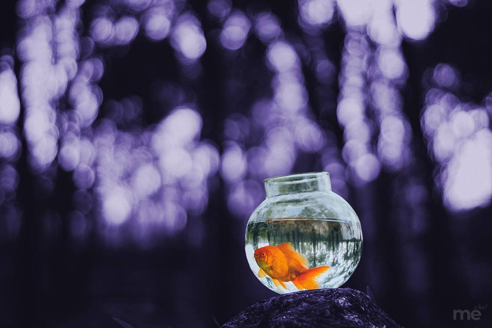 A surreal, monochromatic purple-toned photograph of a single orange goldfish in a round glass fishbowl. The bowl sits precariously on a dark rock, set against a backdrop of dense, blurred trees with a heavy bokeh effect that creates glowing purple circles of light.