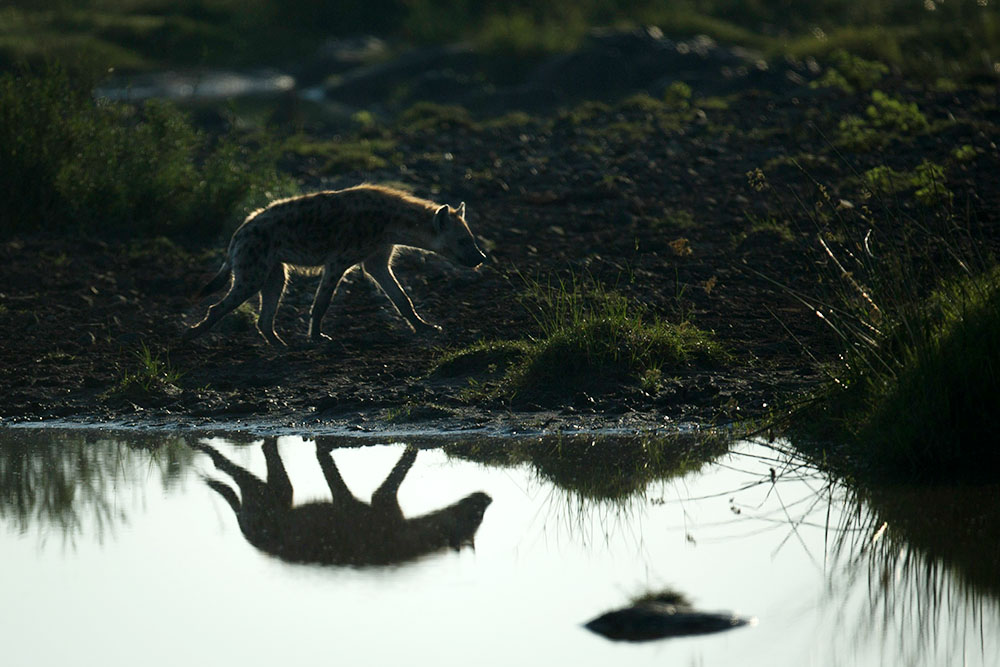 A hyena walking along a dark shoreline with its silhouette reflected in a pool of water during twilight.