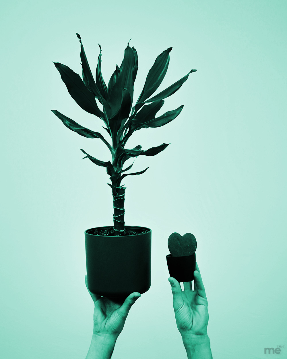 Two hands holding up a large leafy plant and a small plant in black pots against a teal background.