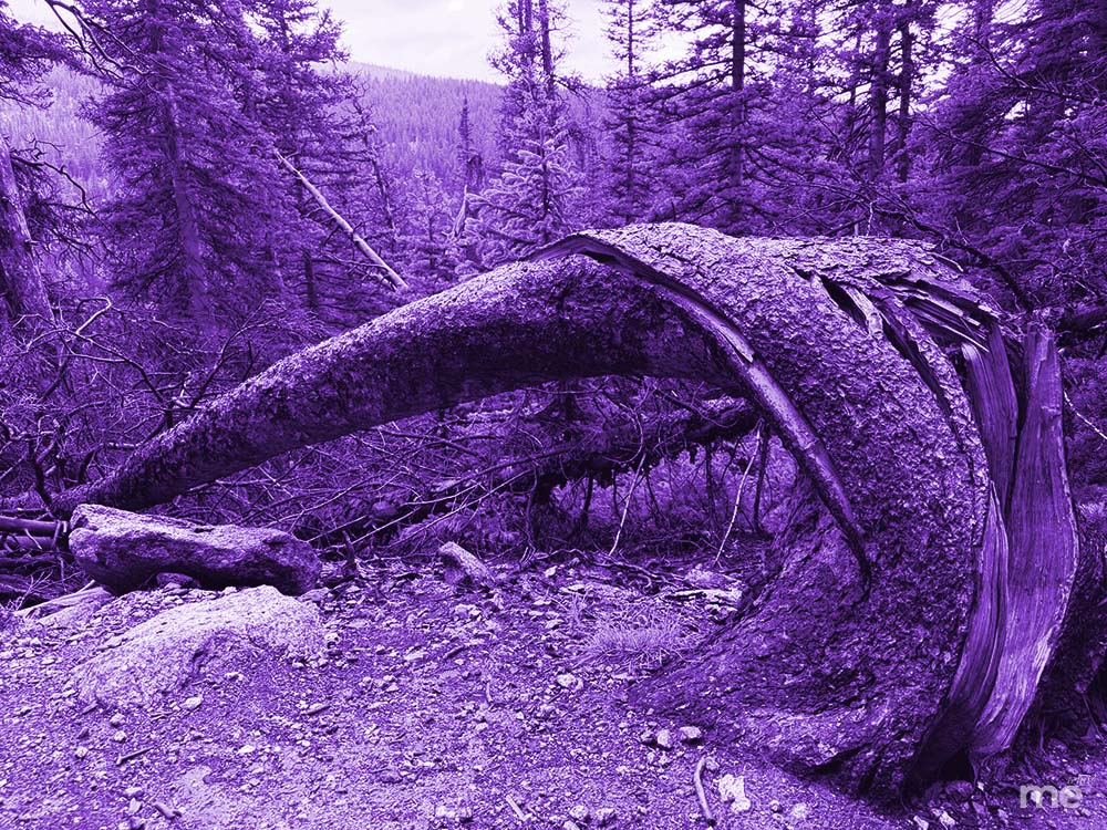 A surreal landscape in shades of deep violet and lavender. The image captures a splintered, fallen pine tree in a mountain forest, creating a dramatic arch over the forest floor.