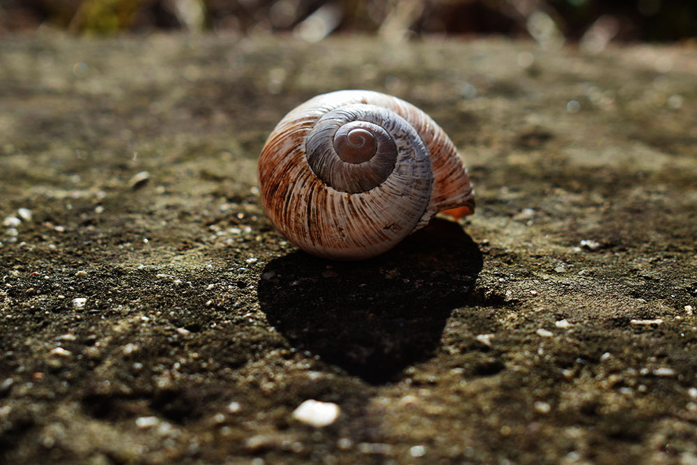 A macro photograph of an empty land snail shell resting on a dark, textured stone surface. The shell features a prominent spiral pattern with earthy tones of tan, brown, and grey.