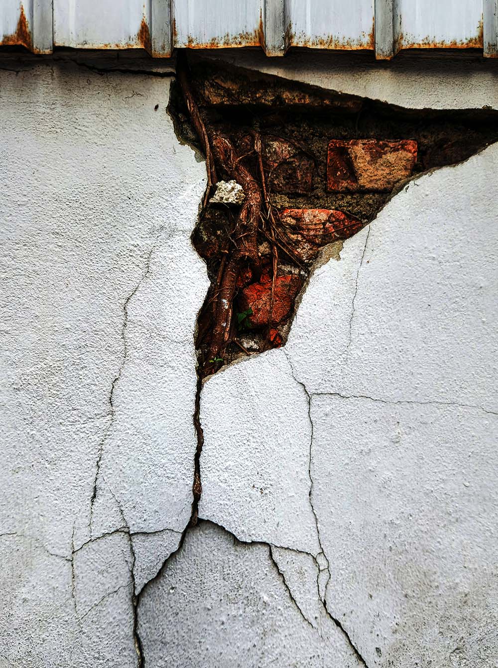 This vertical, high-contrast photograph captures a weathered white stucco wall with a large, triangular section of the surface broken away to reveal the structure beneath. Inside the gap, thick, dark tree roots are seen growing through and intertwined with a hidden layer of red brick.