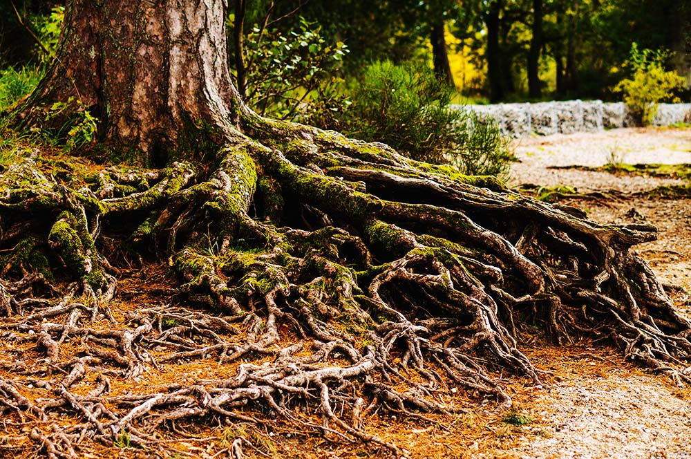 A close-up shot of thick, gnarled tree roots covered in green moss, spreading across a forest floor covered in pine needles.